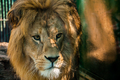 Lion King 2