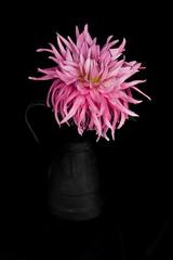 pink lady