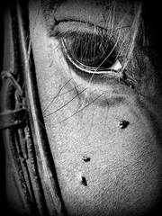 ....kuk....