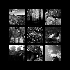 Monochrome Daydream