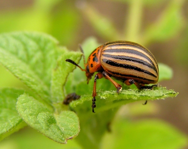 Leptinotarsa decemlineata