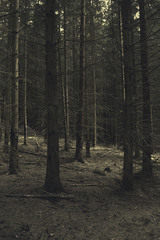 V lese
