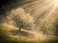 Fiat Lux Liptov
