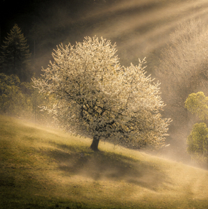 Fiat Lux Liptov
