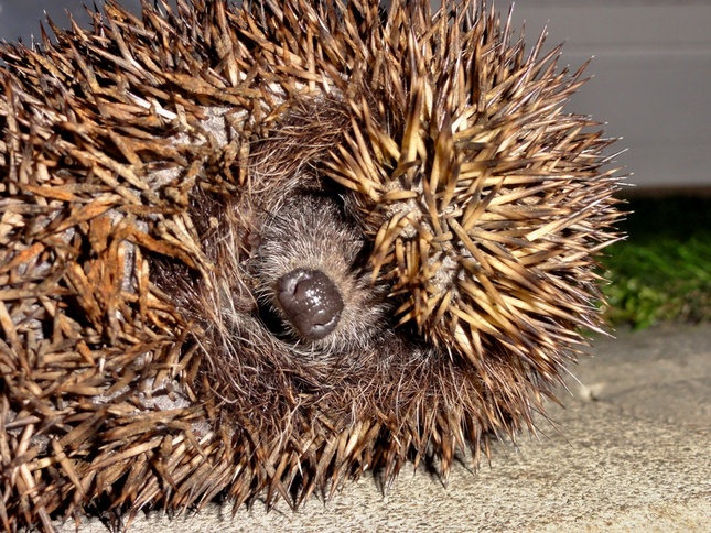 Ježurko