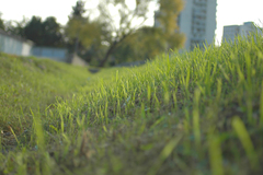 Grass