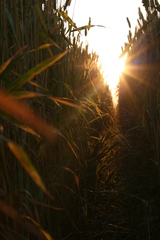 Sun Shine