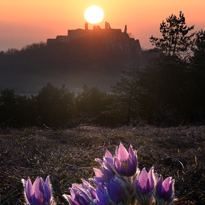 Fialová vs. oranžová