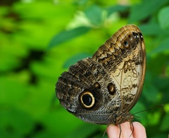 Caligo Memnon