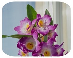 Dendrobium