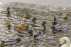 Siesta na štedrý deň