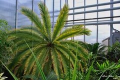 Exotika v botanickej