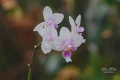 Orchidea