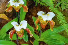 Orchidea