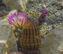 Echinacea pectinatus