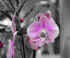 Orchidea