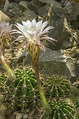 Kvety v rôznej podobe