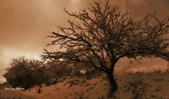 Strom