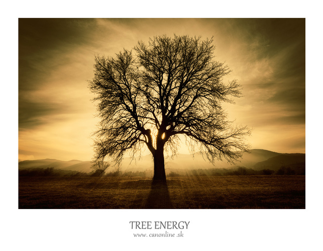 tree energy