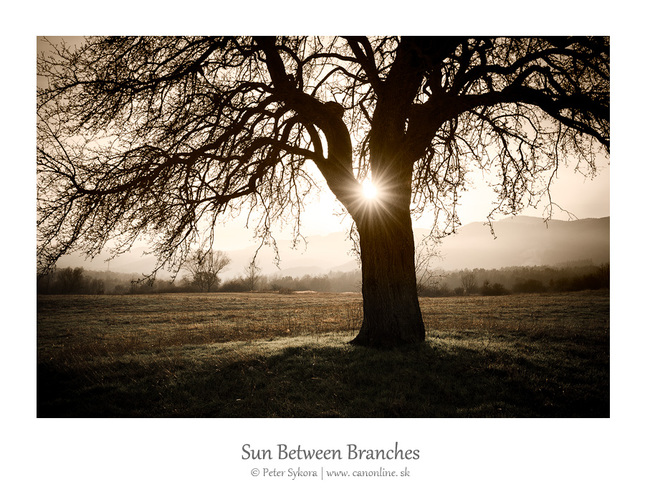 sun between branches