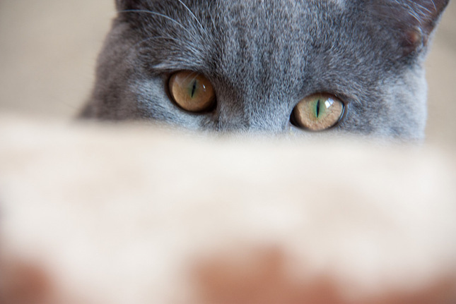 Iam watching you!