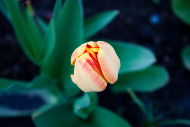 a tulip