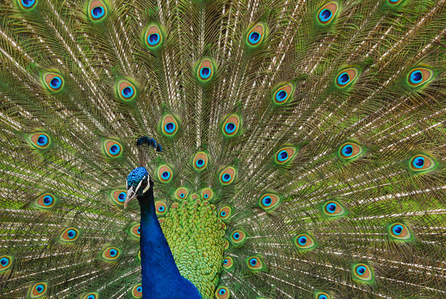Peacock [Pavo cristatus]