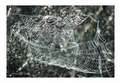 ...web ...