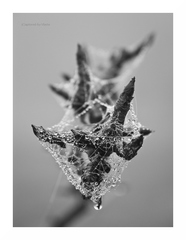 ... caught in a web ...