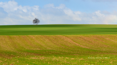 ... polia jesene ...