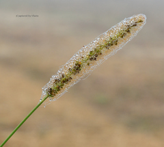 ... orosená a zabalená ...