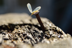 '...musím to preskúmať ...'