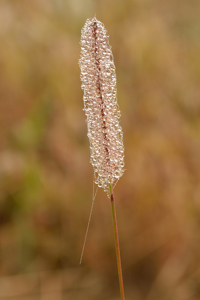 ... gorálky od Natálky ...