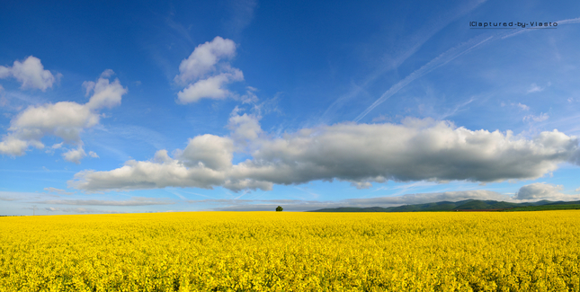 ... fields of spring II ...