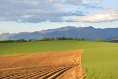 ... línie a kontrasty ...