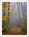 ... misty path...