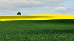 ... fileds of spring ...