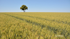 ... about tree and cross ..