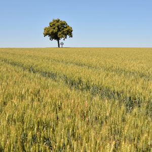 ... about tree and cross ..