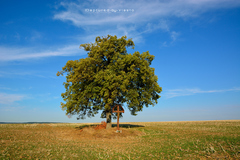 ... miesto pokoja III ...