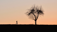 ... about runner and tree ...