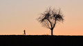 ... abot runner and tree ..