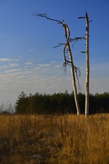 kolobeh života