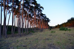borovice