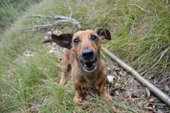 Roky