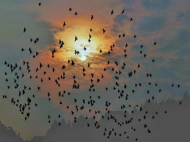 vtáčí podvečer