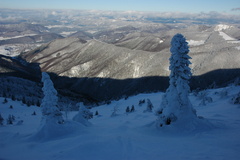 dvaja