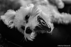 Adorable dog
