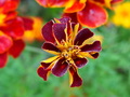 ranná rosa 2