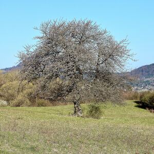 Spomienka